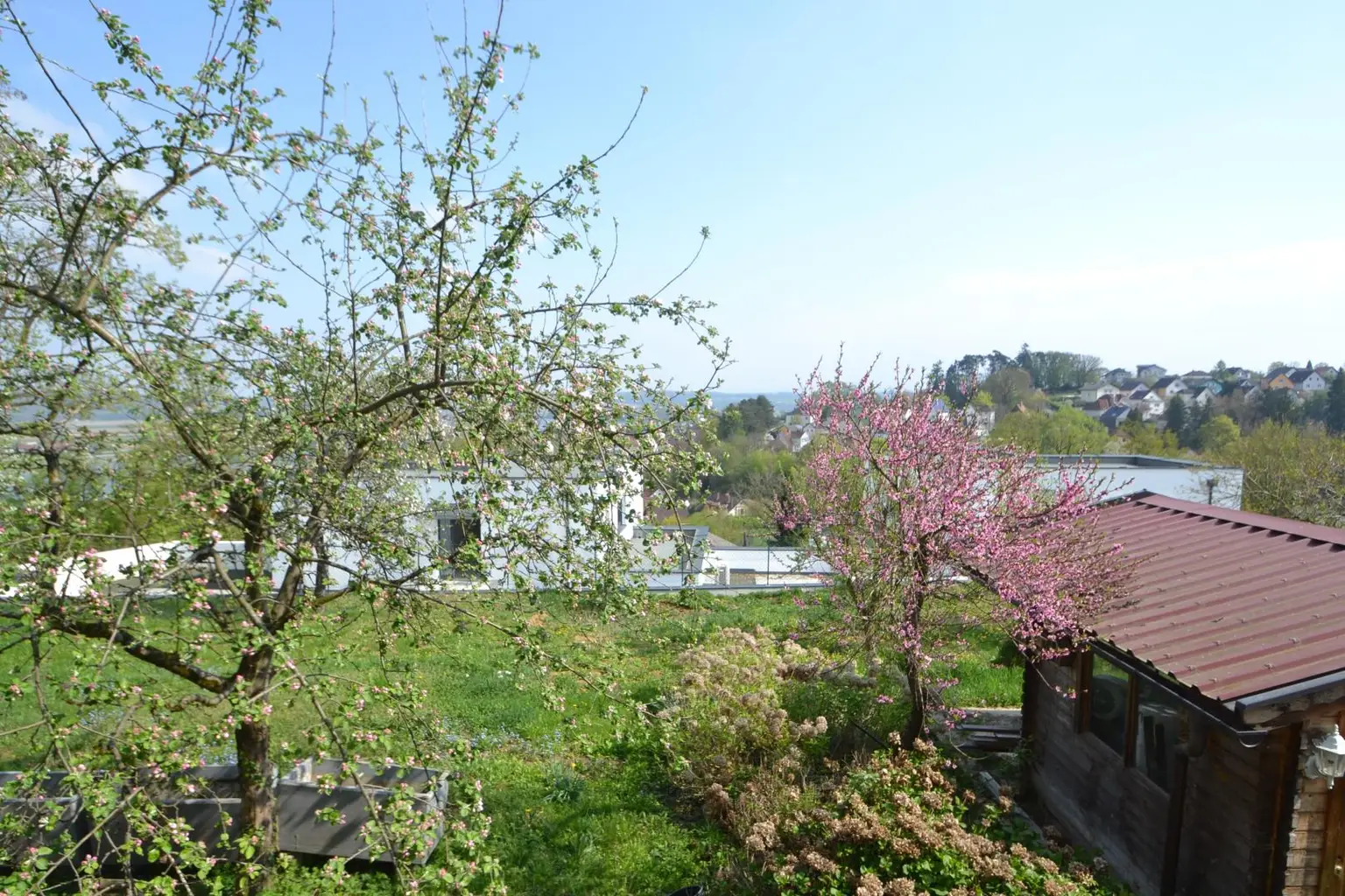 Apfelbaum zum Greifen nahe