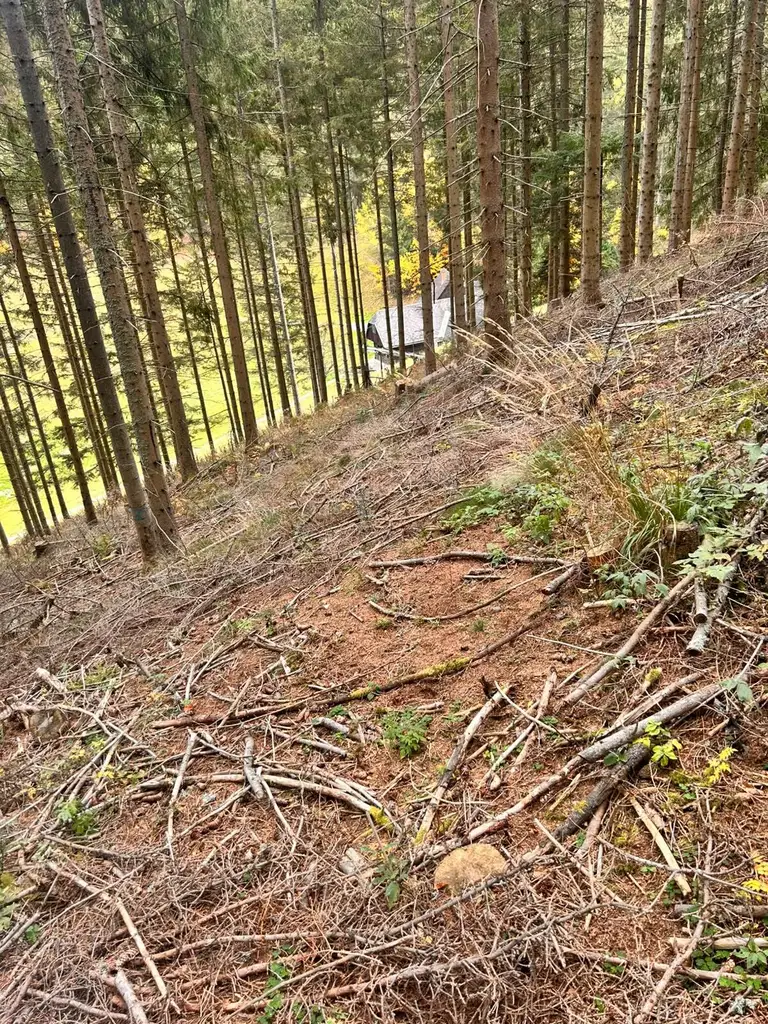 Traumhaftes Waldgrundstück in Kleinlobming – 35.970 m² mit sehr guter Zufahrt!