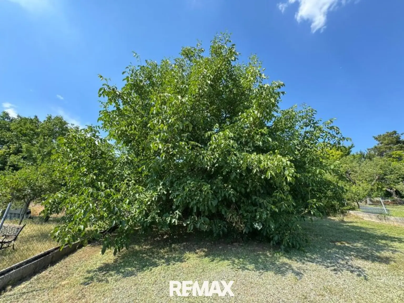 Nußbaum