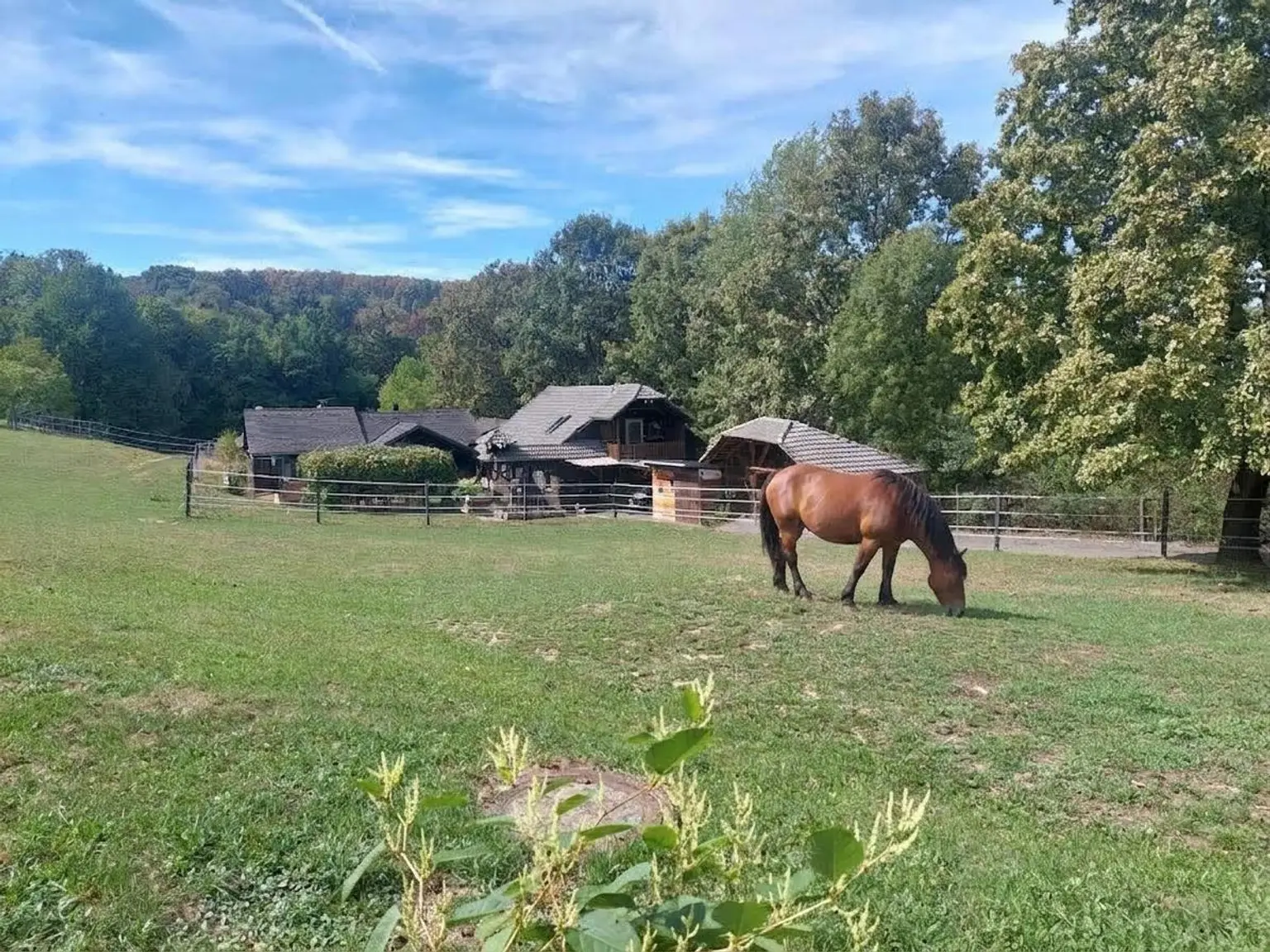 Der Traum vom eigenen Pferdehof