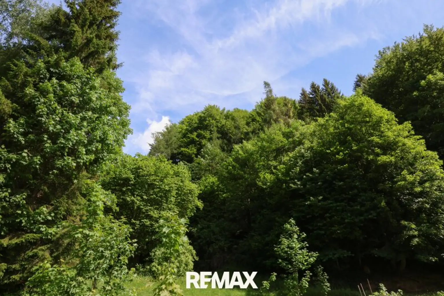 Wald hinter dem Haus