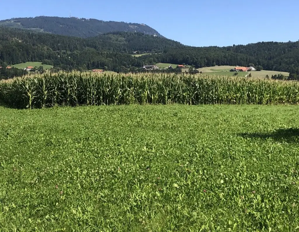 Baugrundstück 800 m² Ganztagssonne TOPLAGE in 8045 Weinitzen mit Schöcklblick