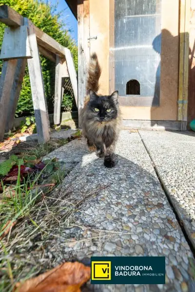 Haus mit viel Potential in Möllersdorf/Gemeinde Traiskirchen