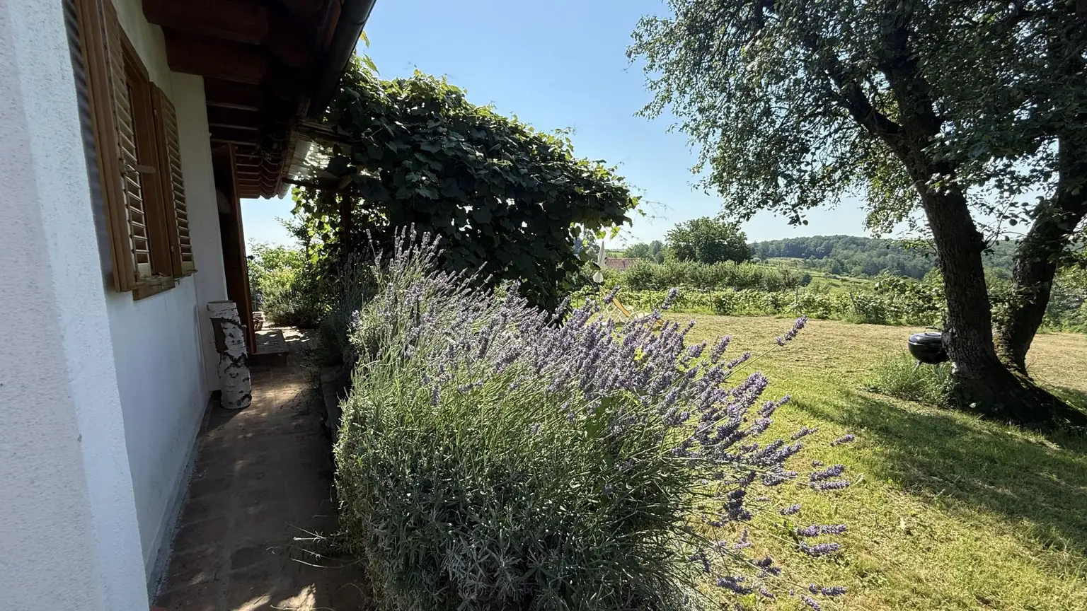 Lavendel