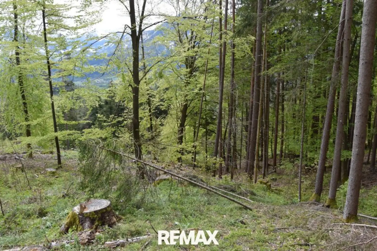 Mischwaldparzelle