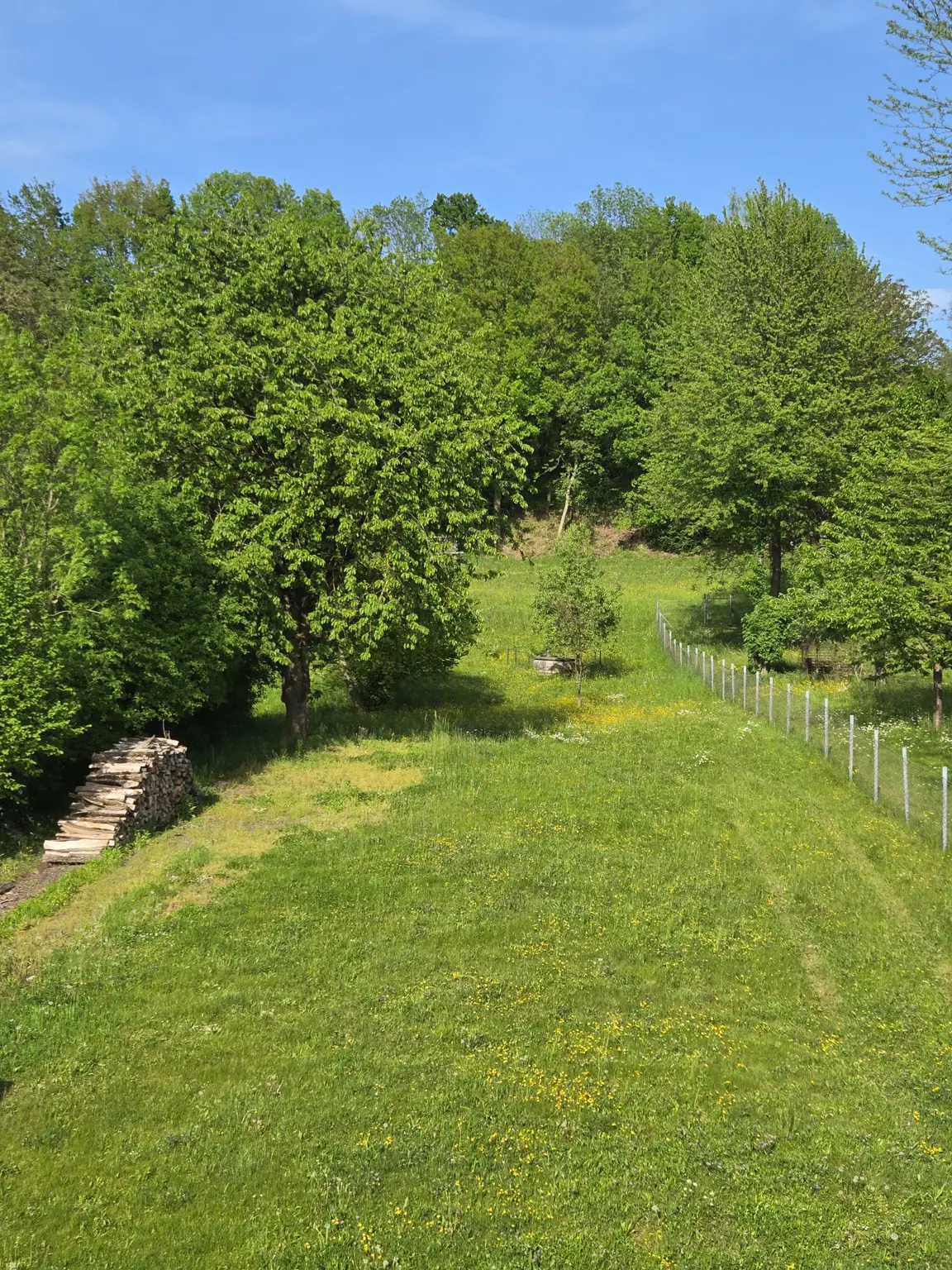 Sonniger Garten im Grünen