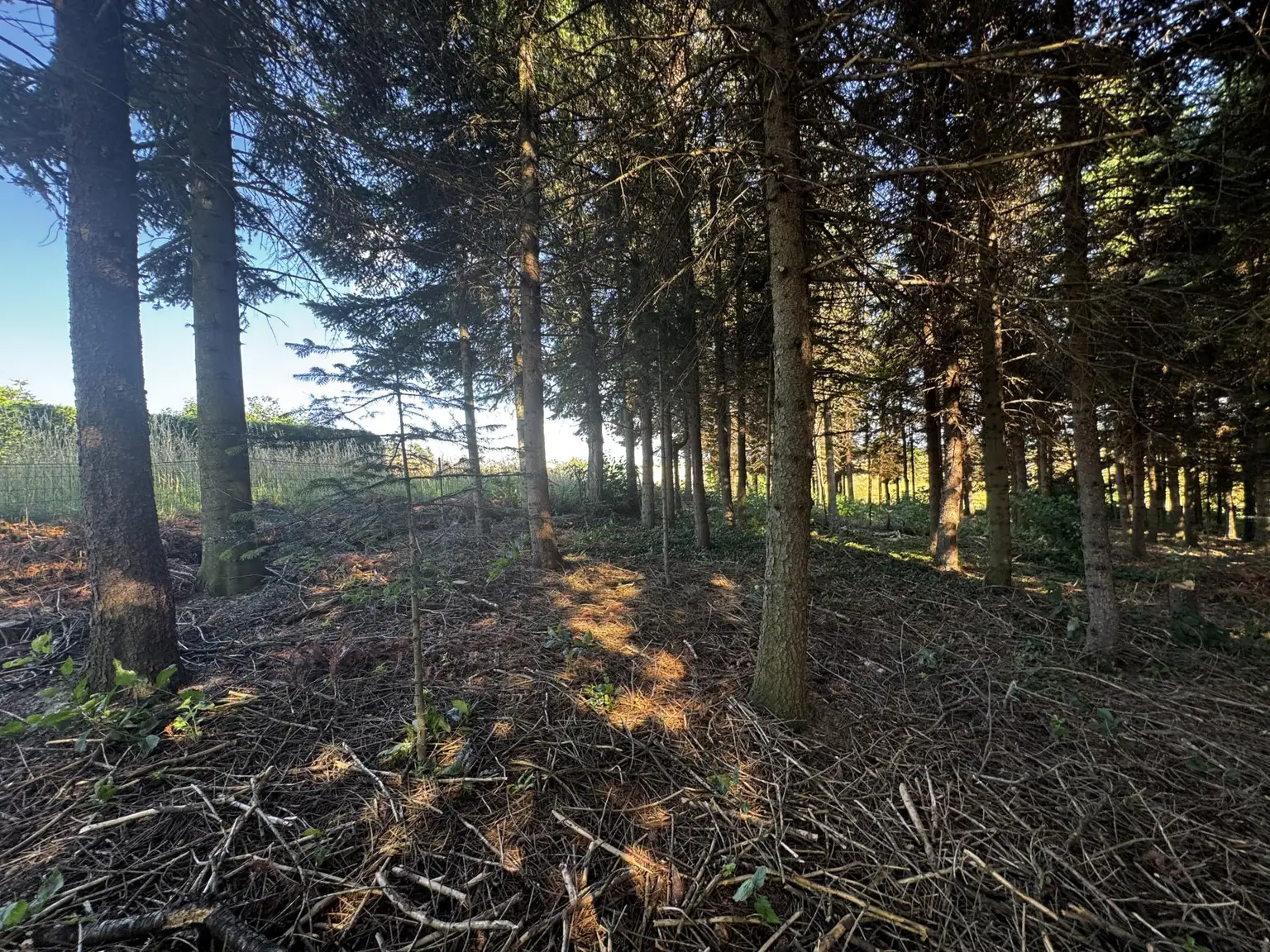 Einzigartige Liegenschaft mit Wald und Panorama