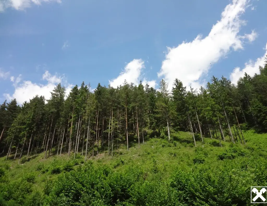 GUT ERSCHLOSSENER WALD, ZUR NACHHALTIGEN NUTZUNG UND ANLAGEZWECKEN!