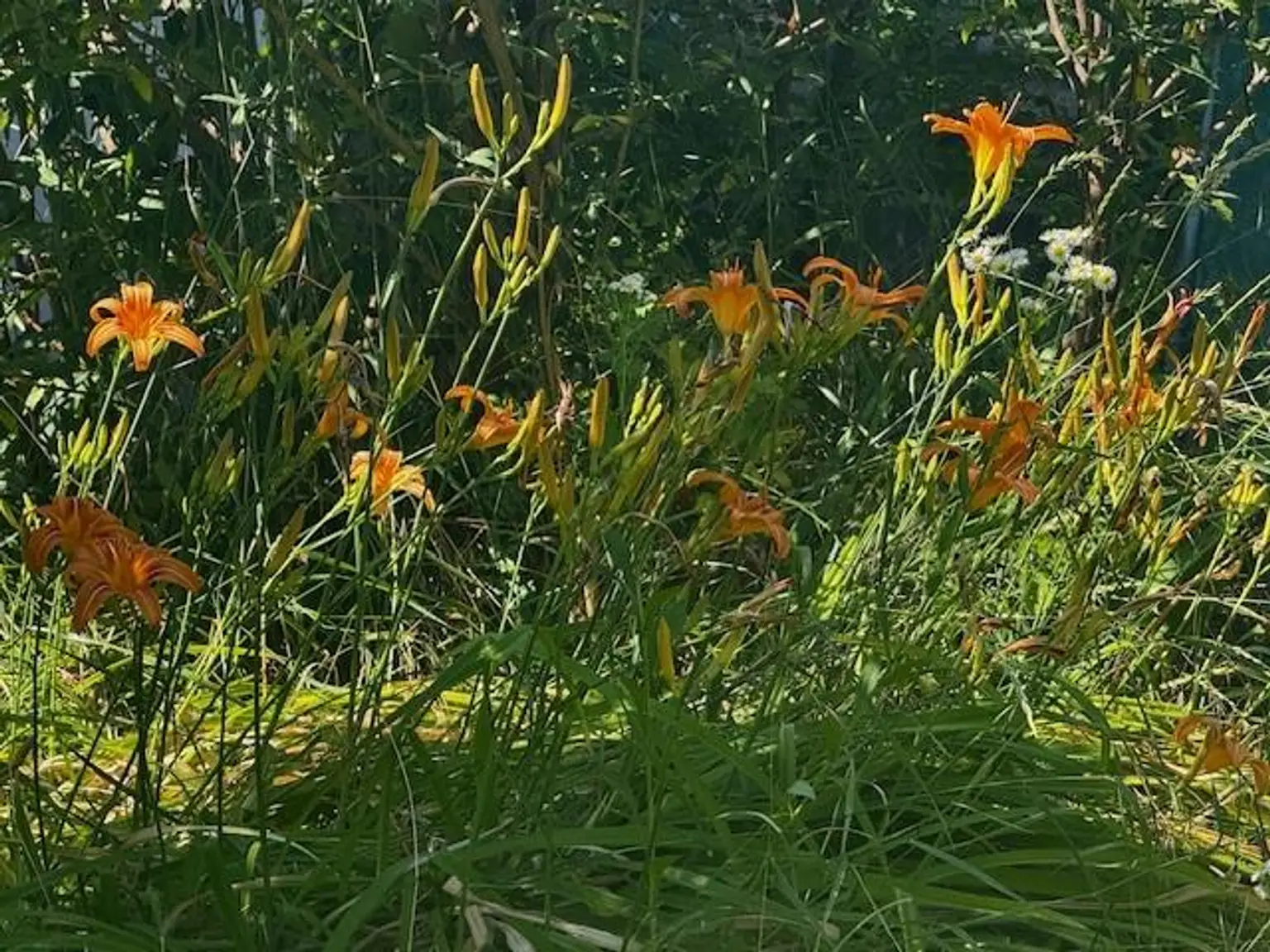 Wohnhaus inmitten vom Gartenparadies