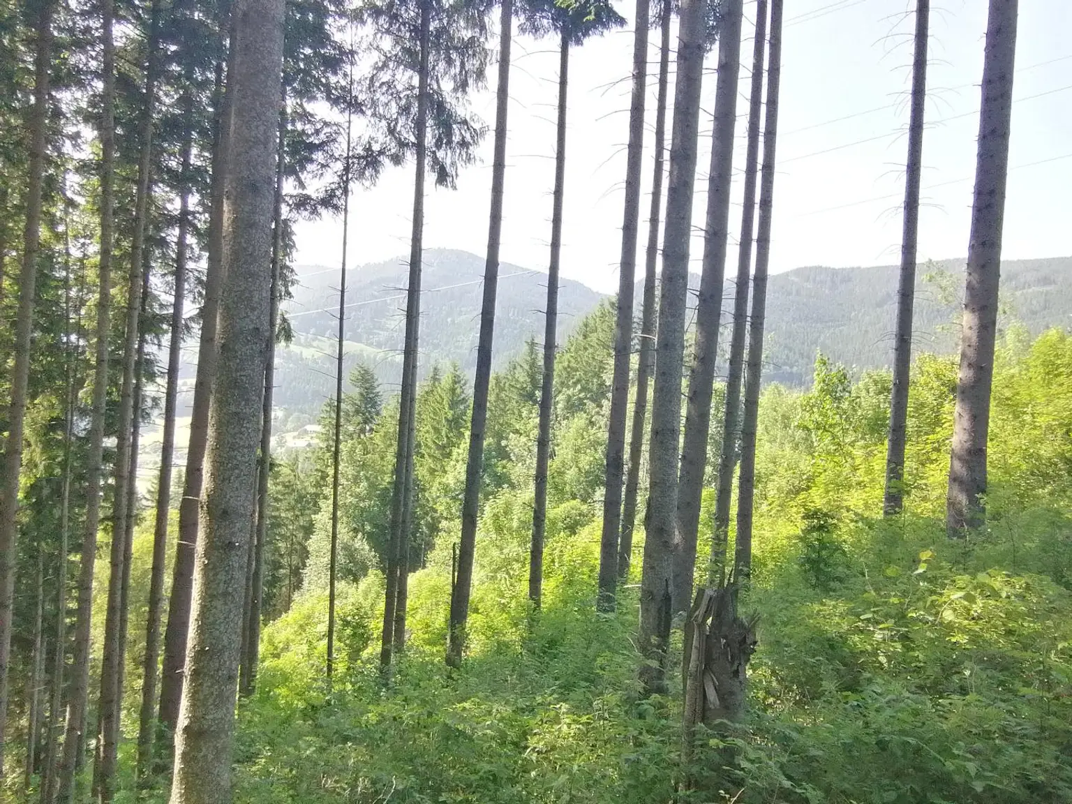 Wald in Steinhaus
