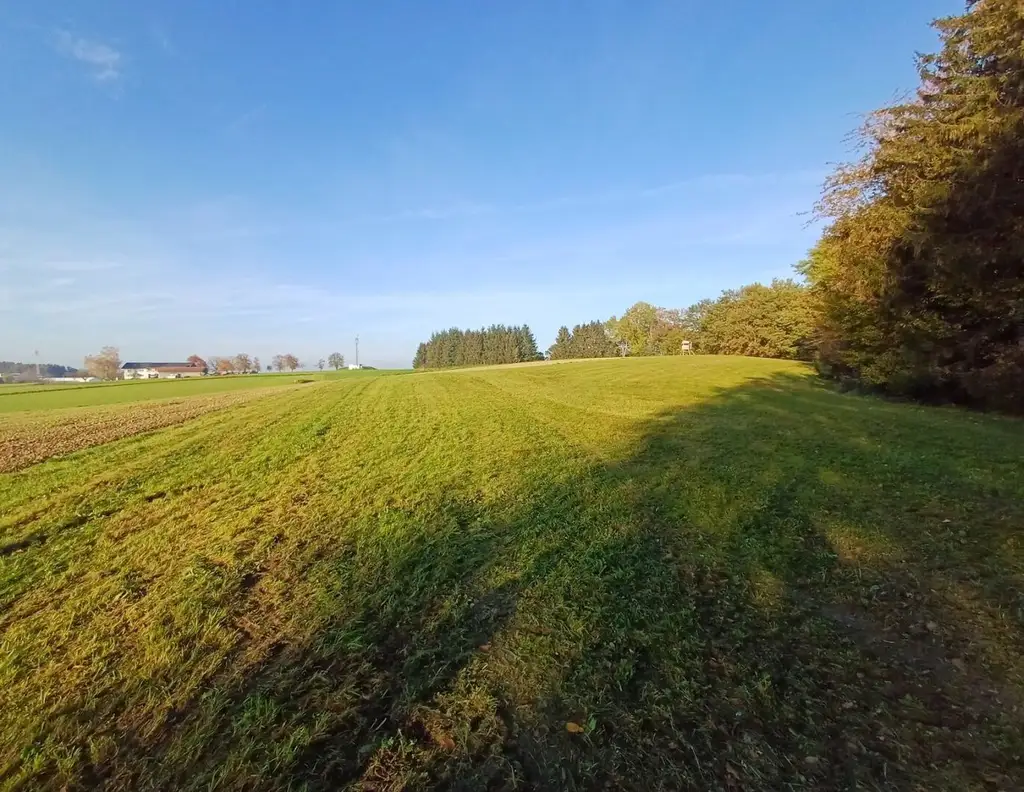 Landwirtschaftlicher Nutzgrund, Wiese und Wald