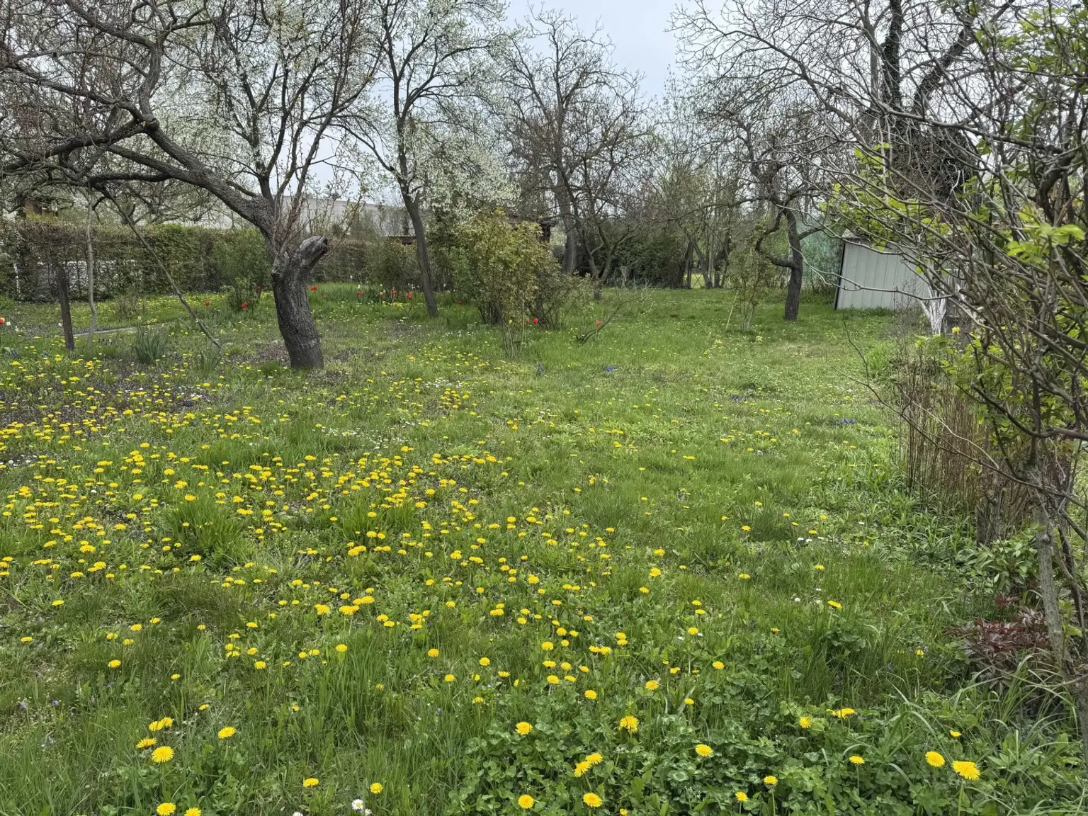 03. Kleingartengrundstück 2100 Korneuburg