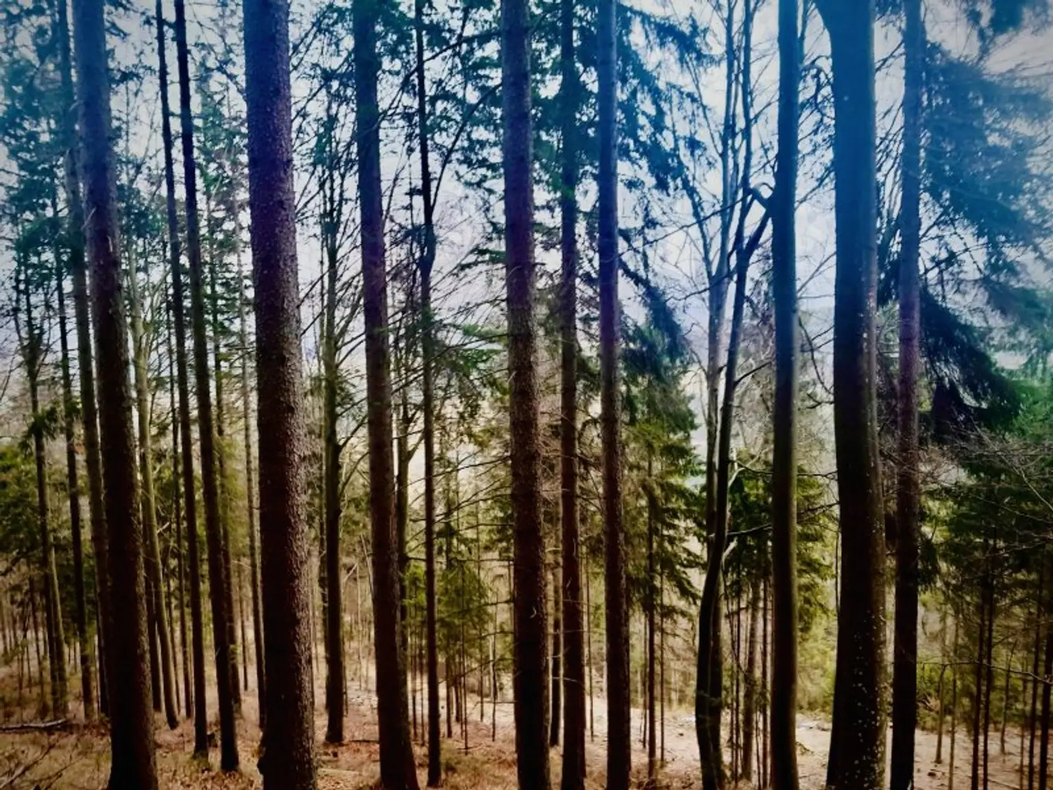 Jung- und Altholzbestand