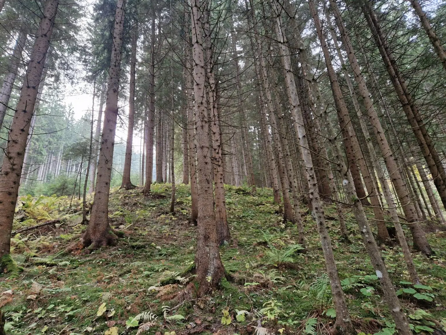 Zusammenhängende, ca. 2,35 ha große Waldfläche in Weitenbach bei Reichenfels im Lavanttal