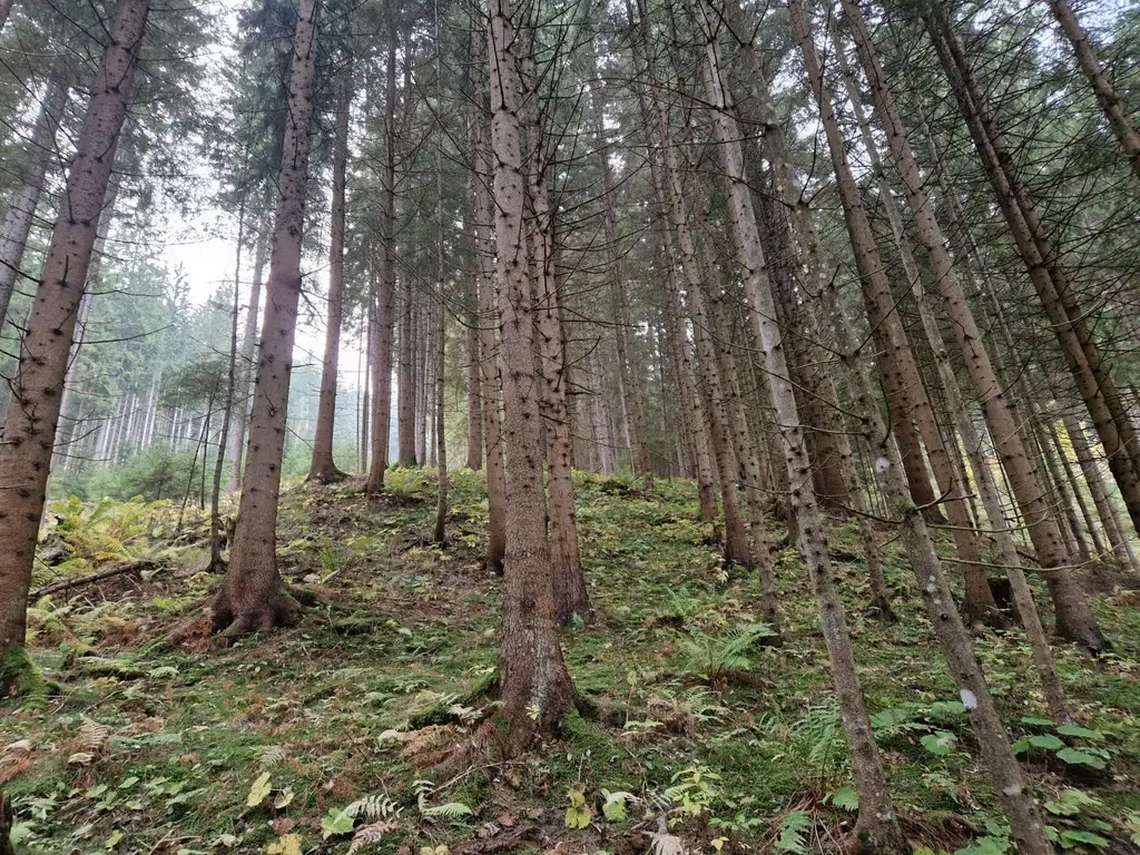 Zusammenhängende, ca. 2,35 ha große Waldfläche in Weitenbach bei Reichenfels im Lavanttal