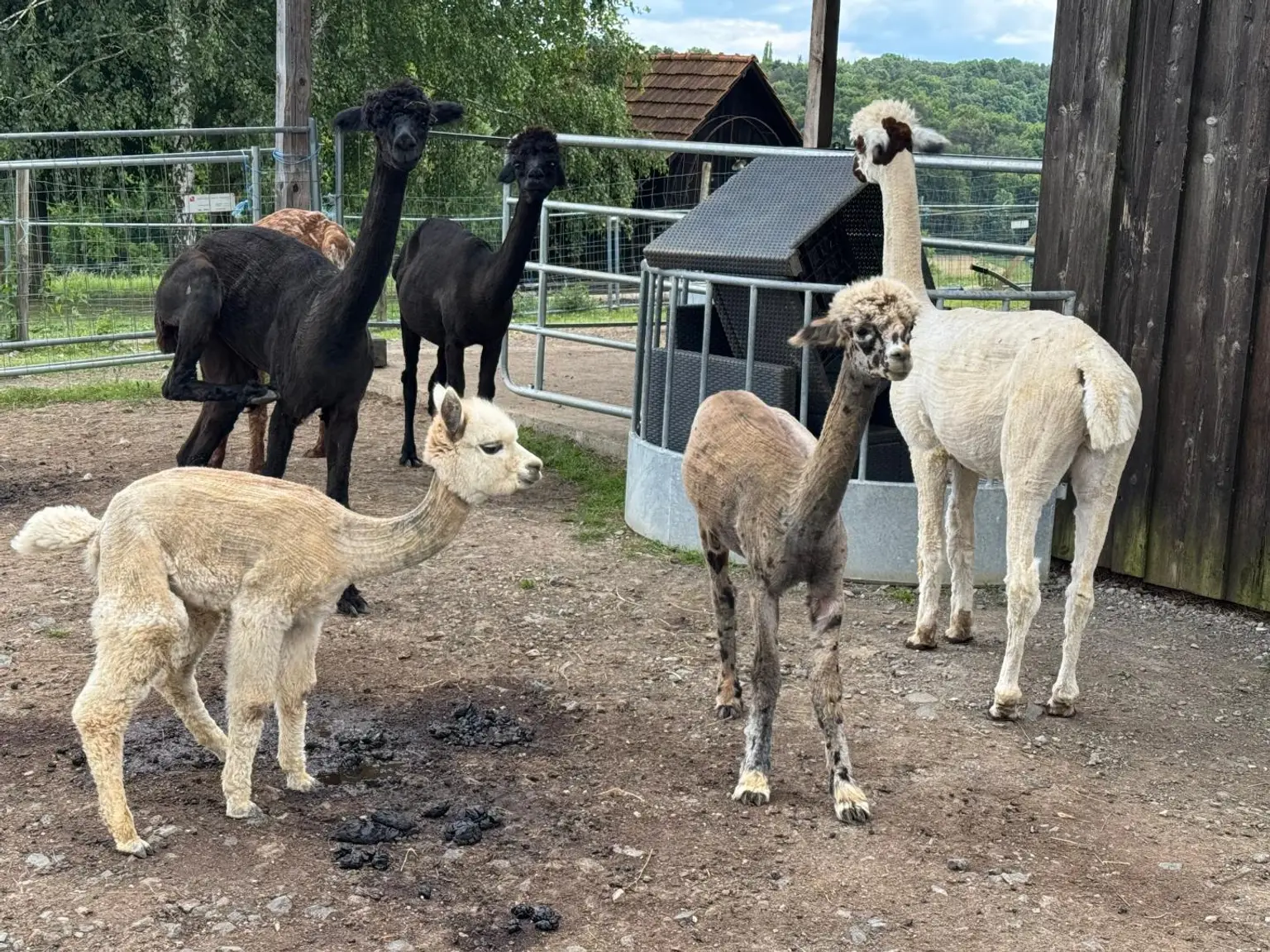 ALPAKAHOF MIT KOMPLETTEM VIEHBESTAND UND ZUBEHÖR ! Rarität! Bauernhof mit ca. 2,7 ha Weide!