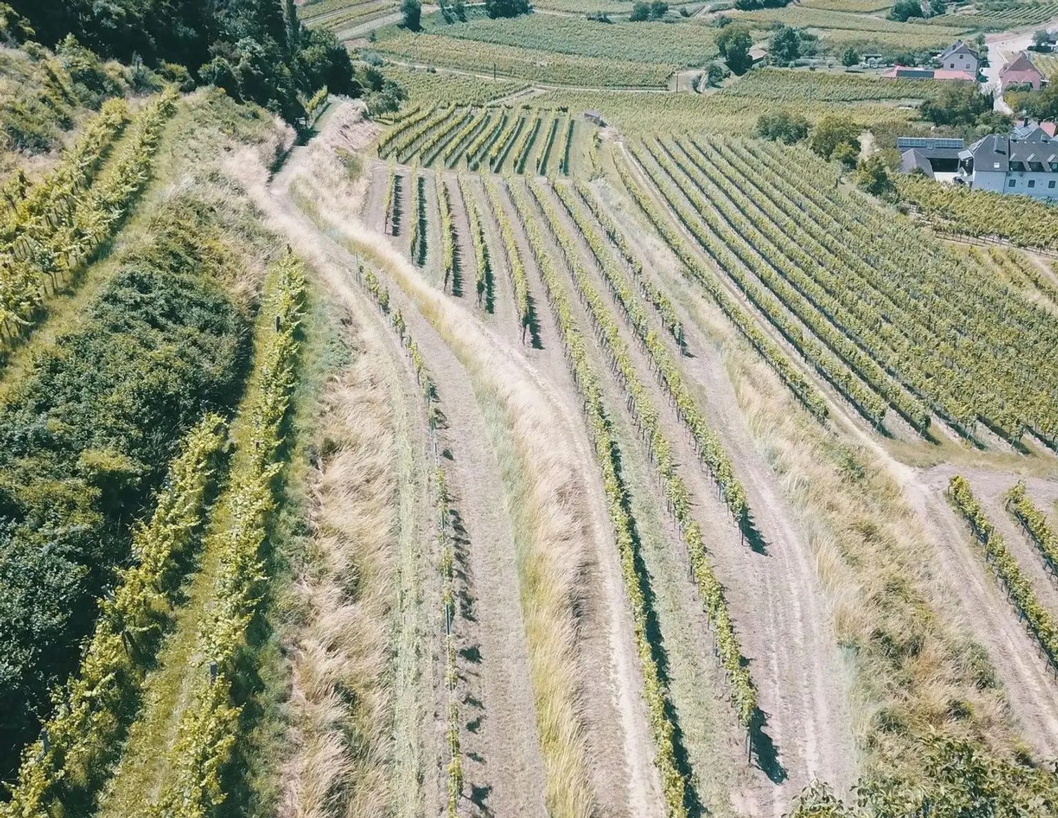 Wachau Weingarten in Top Lage