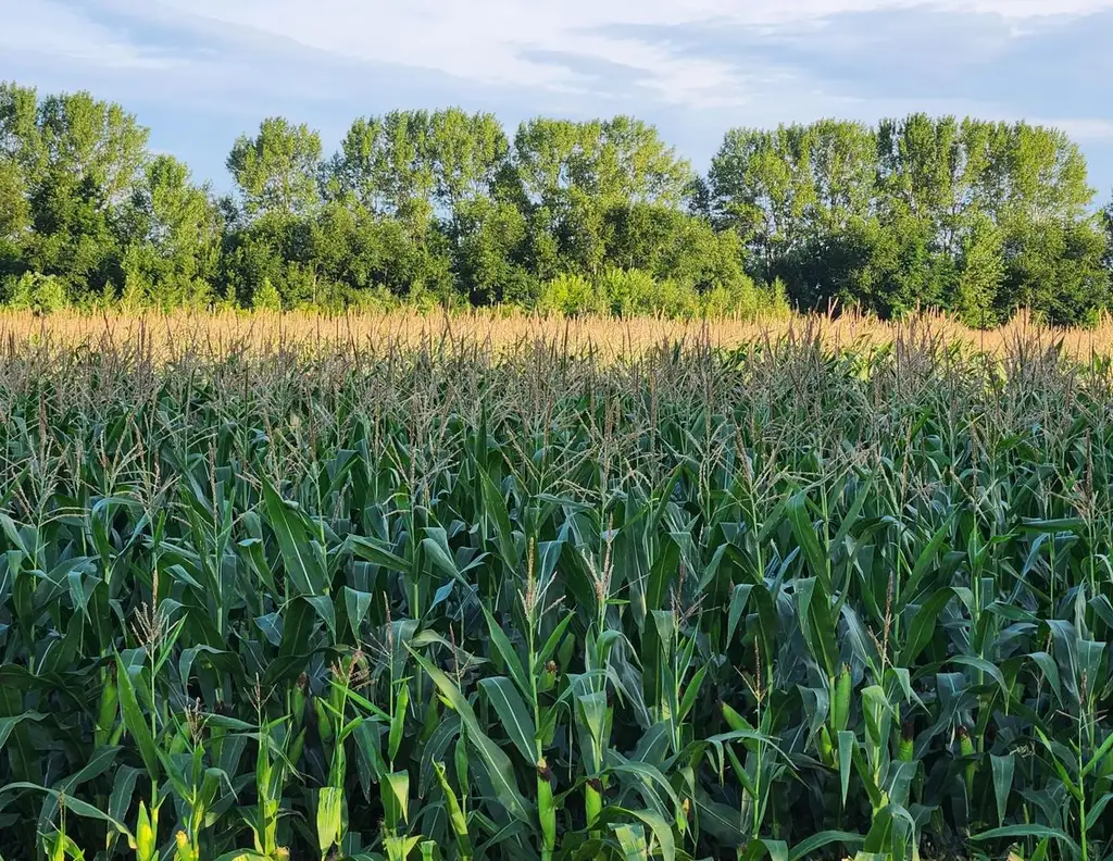 EINE SELTENE GELEGENHEIT AUF EINE KLEINE ACKERFLÄCHE IN FREUNDORF - ZUSAMMENHÄNGENDE LANDWIRTSCHAFTLICHE FLÄCHE