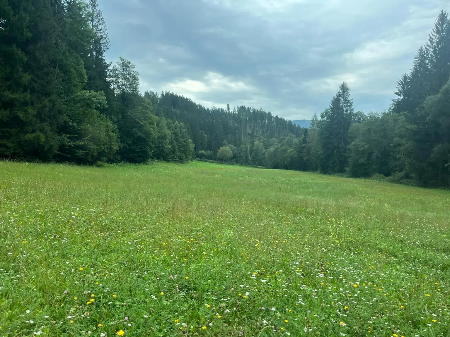 Wiesenfläche