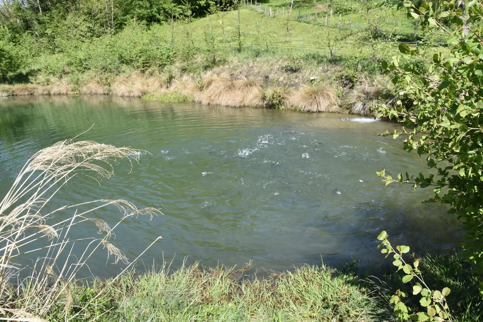Fütterung