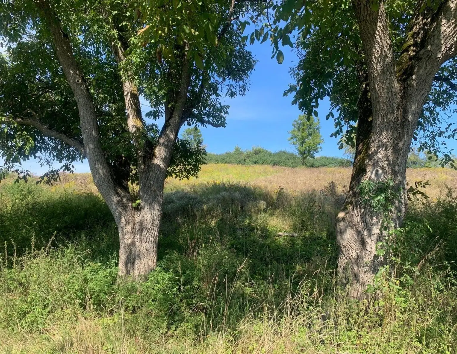 St Veit / St Donat : 2,7 Ha Land- und Forstw. -Grundstück mit Widmungpotenzial , zzt Pferde Weide mit Stall & Quelle, in traumhafter Lage in Kärnten - für 349.000,00 € zu haben!