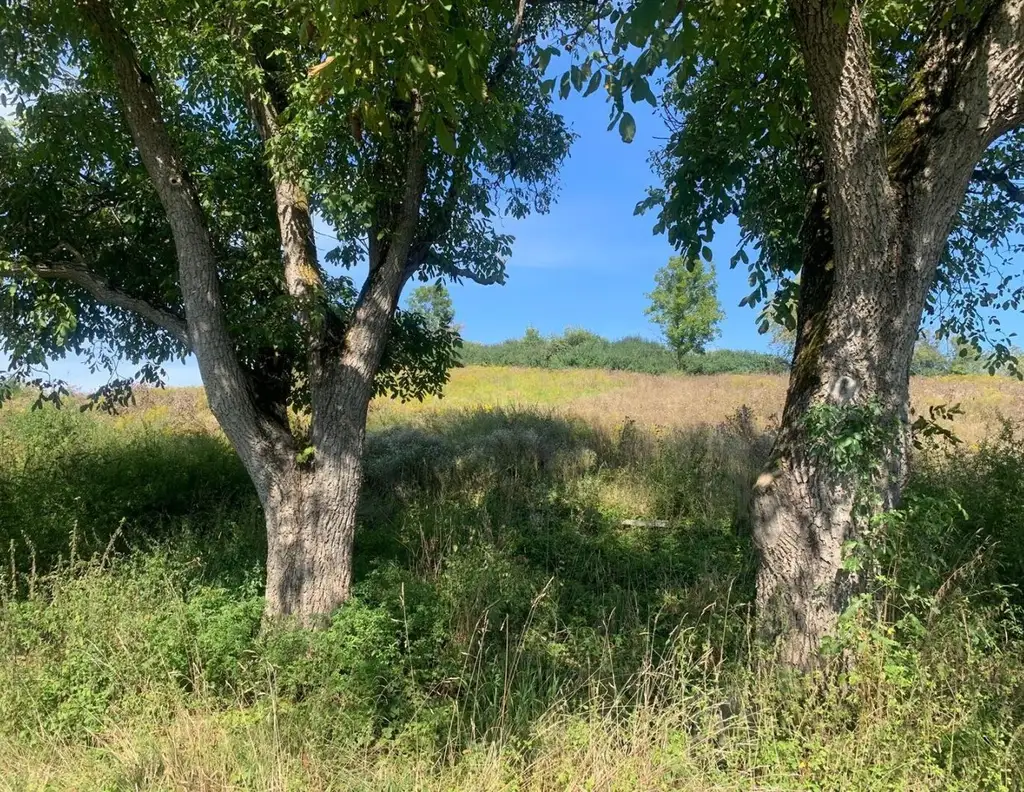 St Veit / St Donat : 2,7 Ha Land- und Forstw. -Grundstück mit Widmungpotenzial , zzt Pferde Weide mit Stall & Quelle, in traumhafter Lage in Kärnten - für 349.000,00 € zu haben!