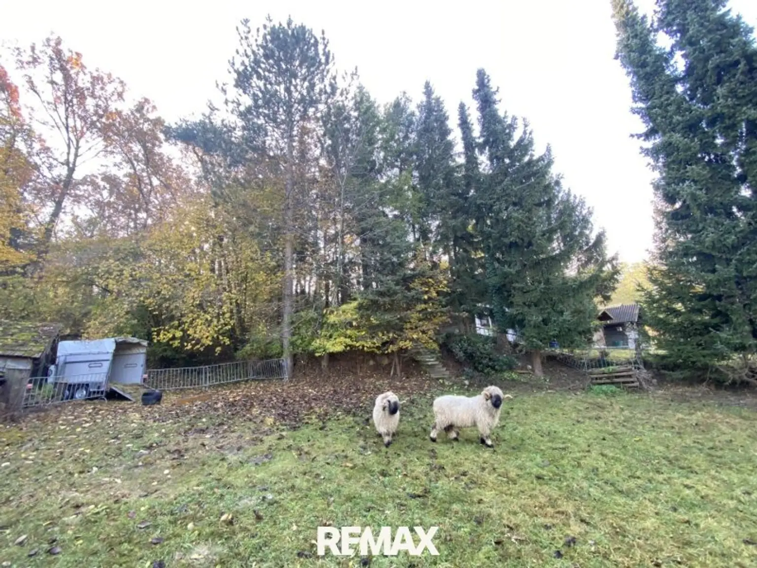 03 Wiese und Wald