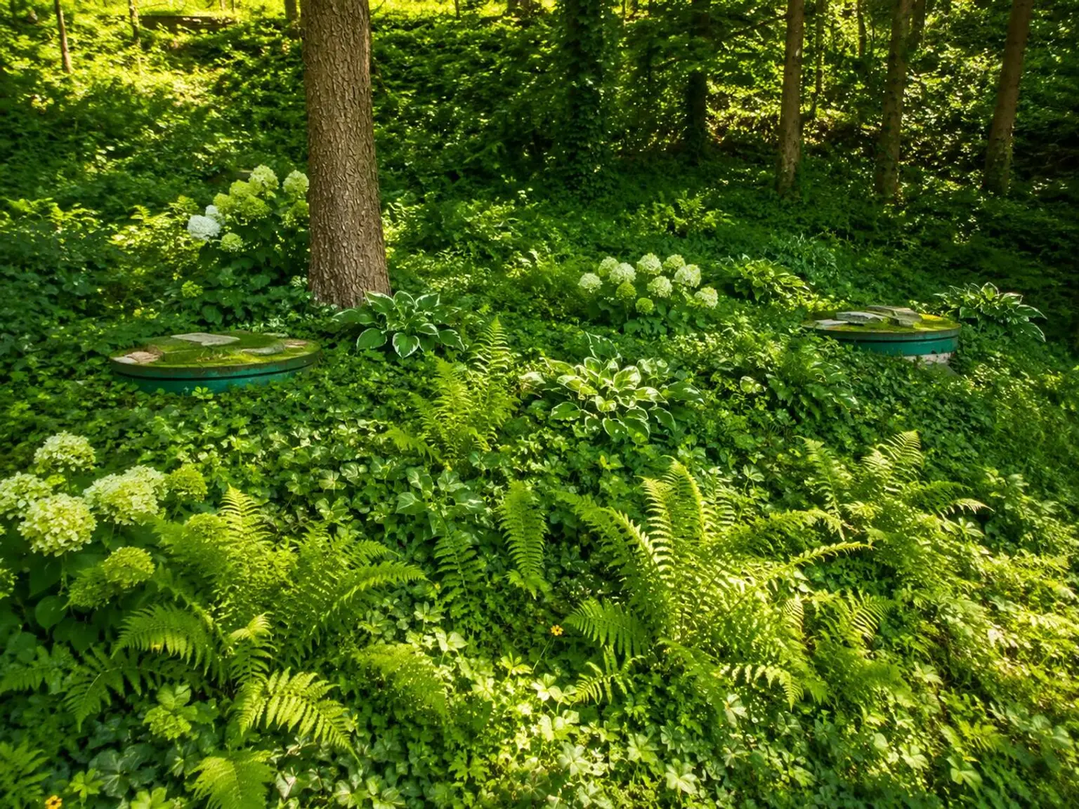 Waldgarten mit üppigem Grün