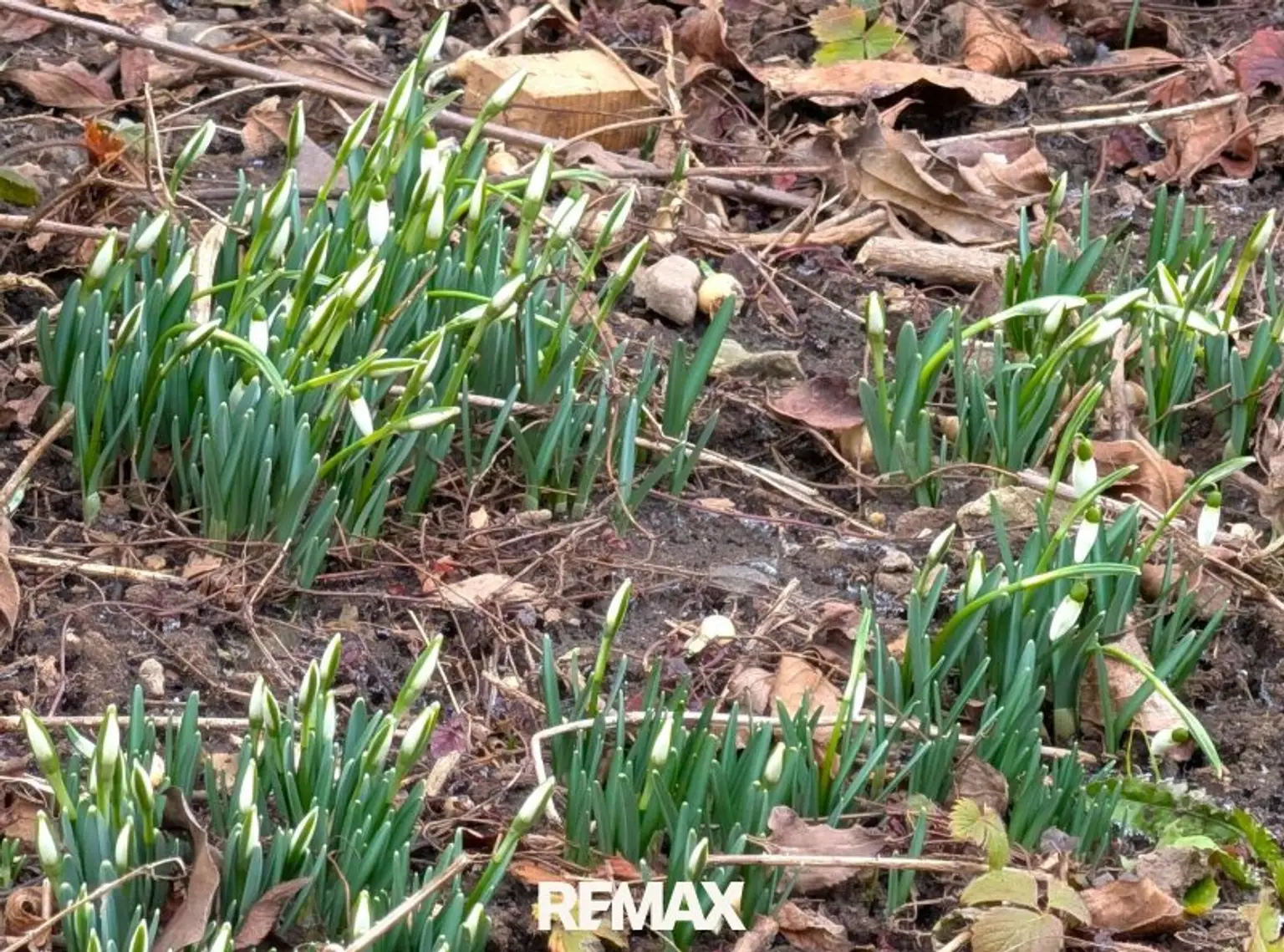 Frühling