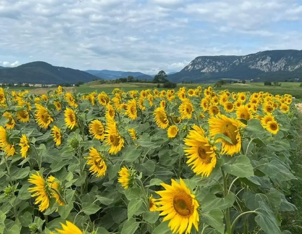 Traumhaftes Baugrundstück in bester Lage - Natur pur & Weitblick inklusive!