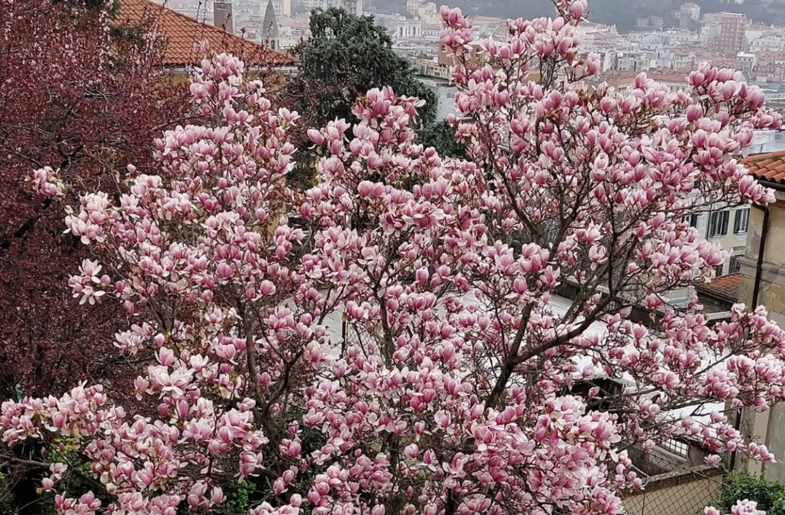 Gemütliches Apartment im Zentrum von Triest | Grün- und Ruhelage