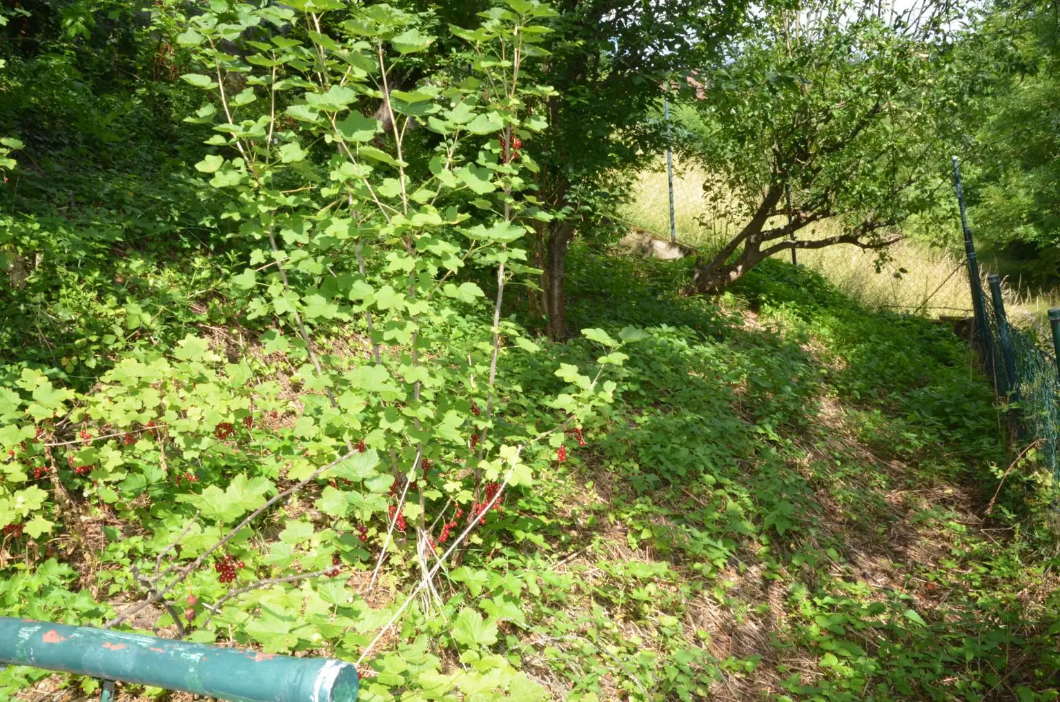 Garten Rückseite 3