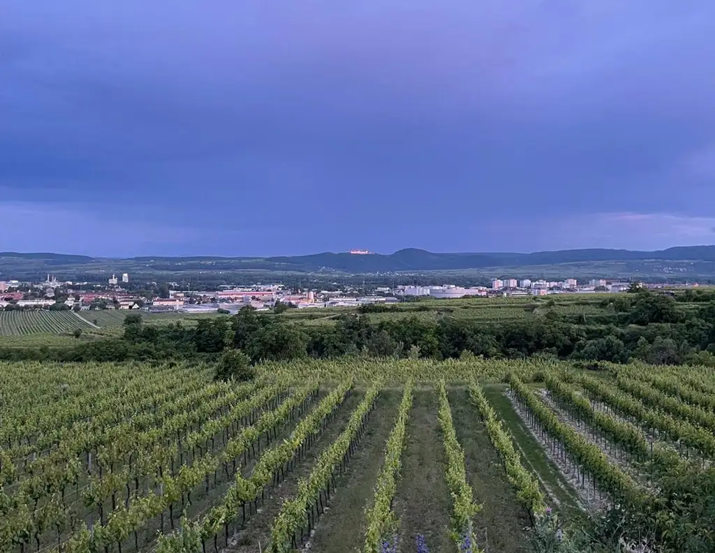 WEINGARTEN IN AUSSICHTSLAGE - WEINGARTEN, LANDWIRTSCHAFTLICHE FLÄCHEN - KEIN BAUGRUNDSTÜCK!