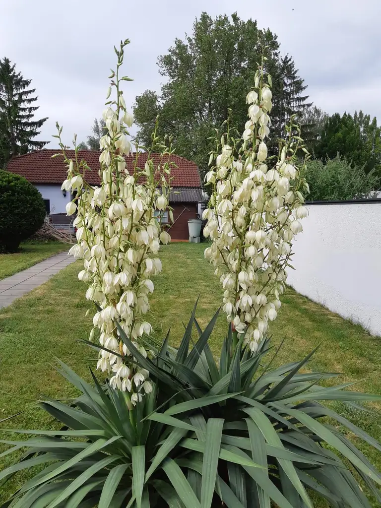EIN ZUHAUSE MIT FREIRAUM - WOHNHAUS MIT GROSSEM GRUNDSTÜCK