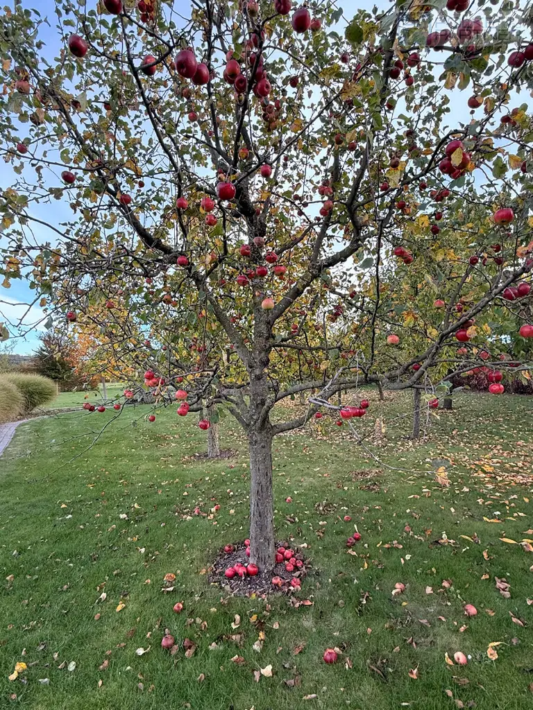 GARTENPARADIES   -  9.000 M² - 
LANDHAUS IN PARKLANDSCHAFT  
NUR 30 MINUTEN VON WIEN