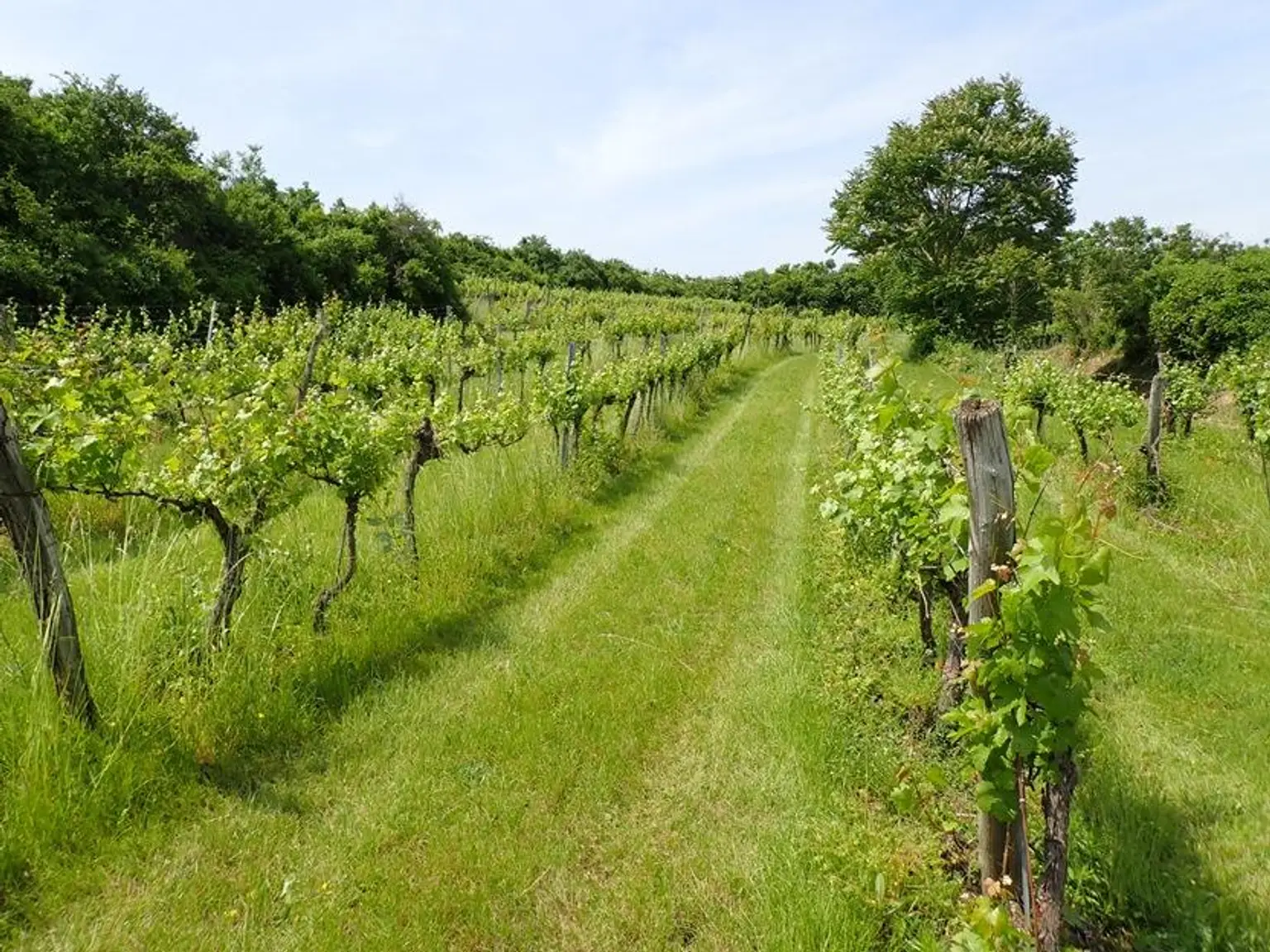 SELTENE GELEGENHEIT: WEINGÄRTEN IN ENGELMANNSBRUNN, FELS AM WAGRAM, RUPPERSTHAL UND THÜRNTHAL - WEINGARTEN, LANDWIRTSCHAFTLICHE FLÄCHE