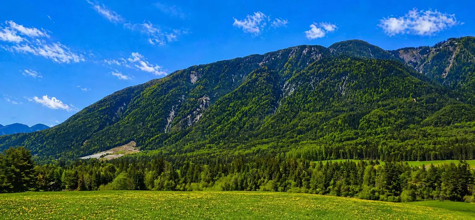 Wald