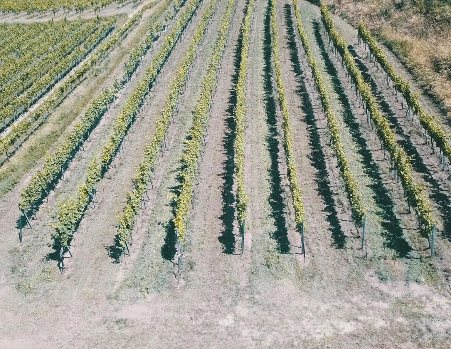 Wachau Weingarten in Top Lage