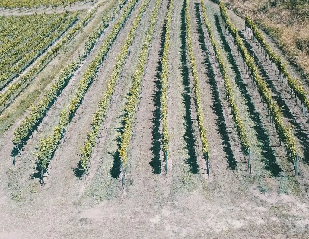 Wachau Weingarten in Top Lage