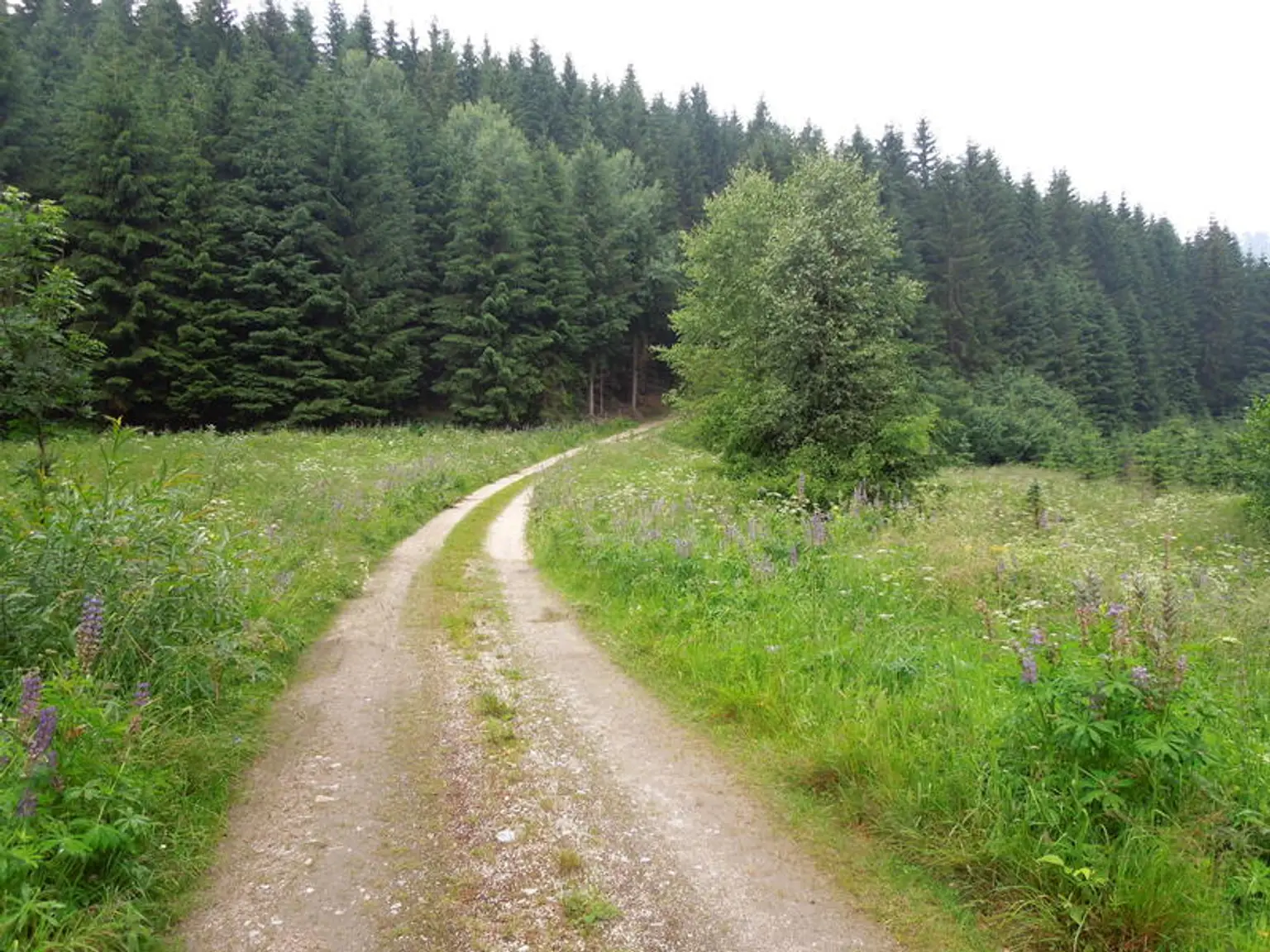 Einfamilienhaus nähe Naturpark Hohe Wand