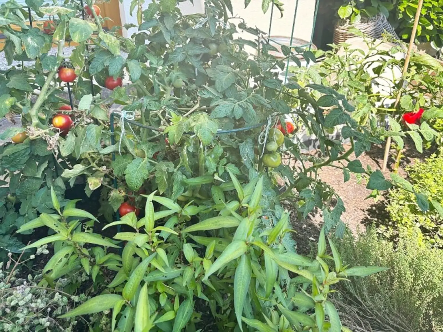Sonnige großzügige Doppelhaushälfte - 5 Zimmer - toller Garten
