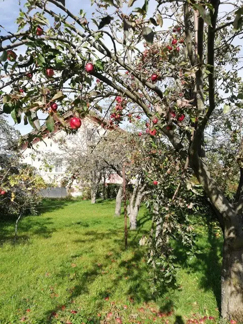 Kirschbaum
