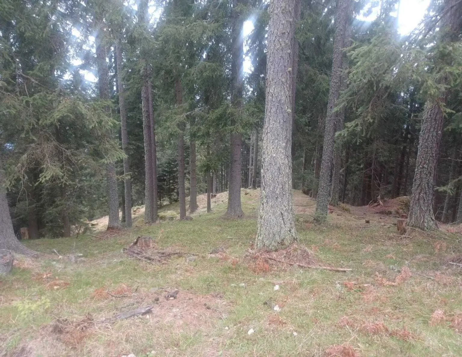 Waldgrundstück zu verkaufen!