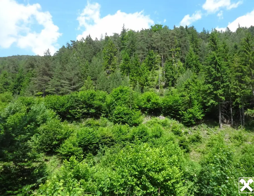 GUT ERSCHLOSSENER WALD, ZUR NACHHALTIGEN NUTZUNG UND ANLAGEZWECKEN!