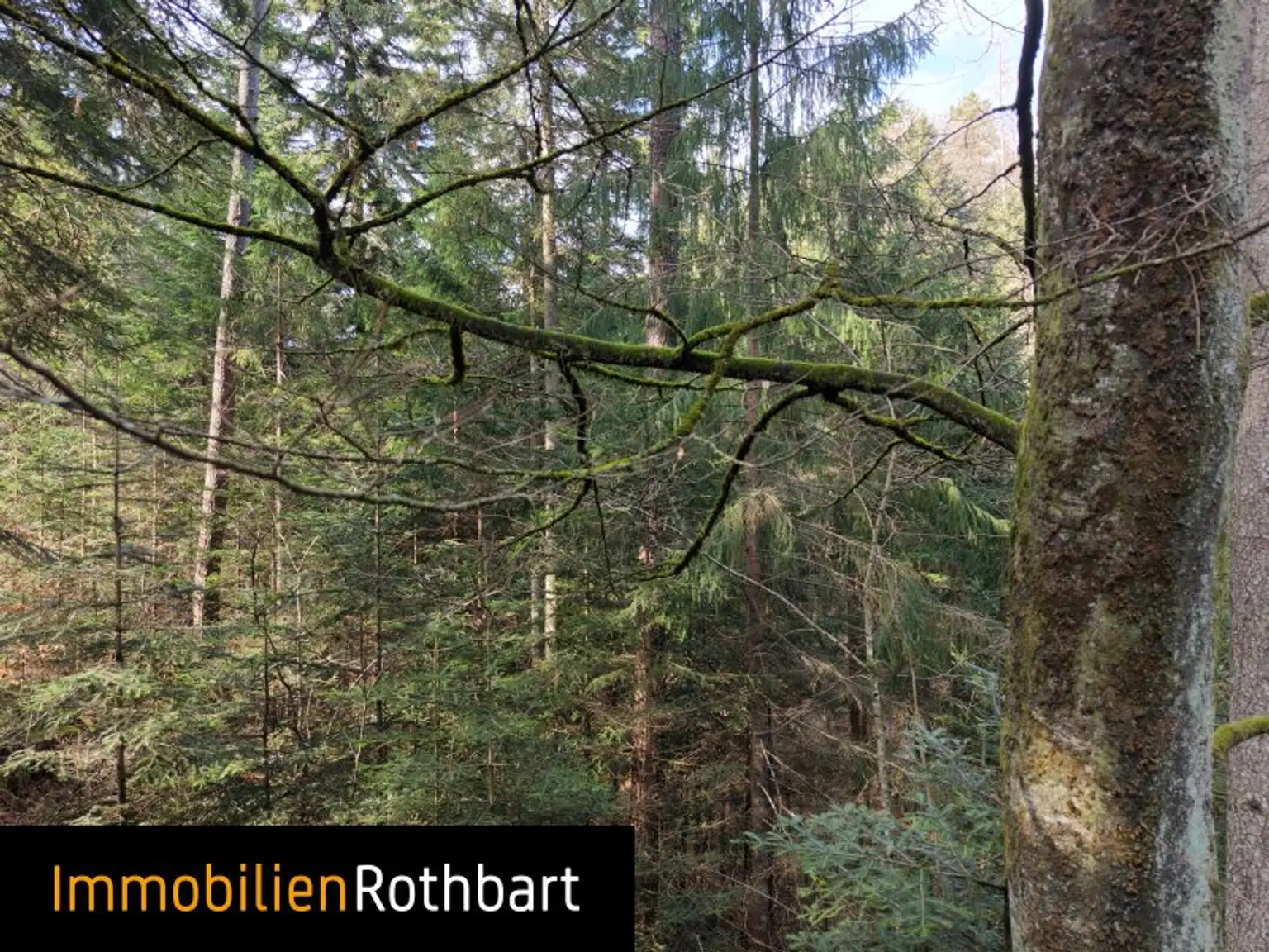 Wald mit Wiese und Zinshaus!