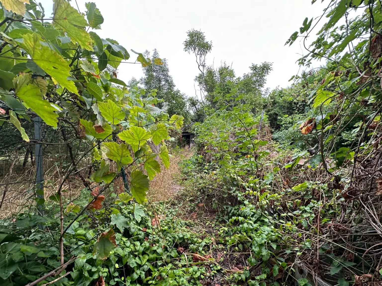 1.354m² oder 2x 677m² Baugrundstück