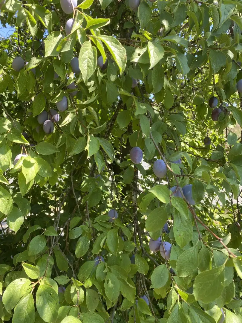 Obstbaum