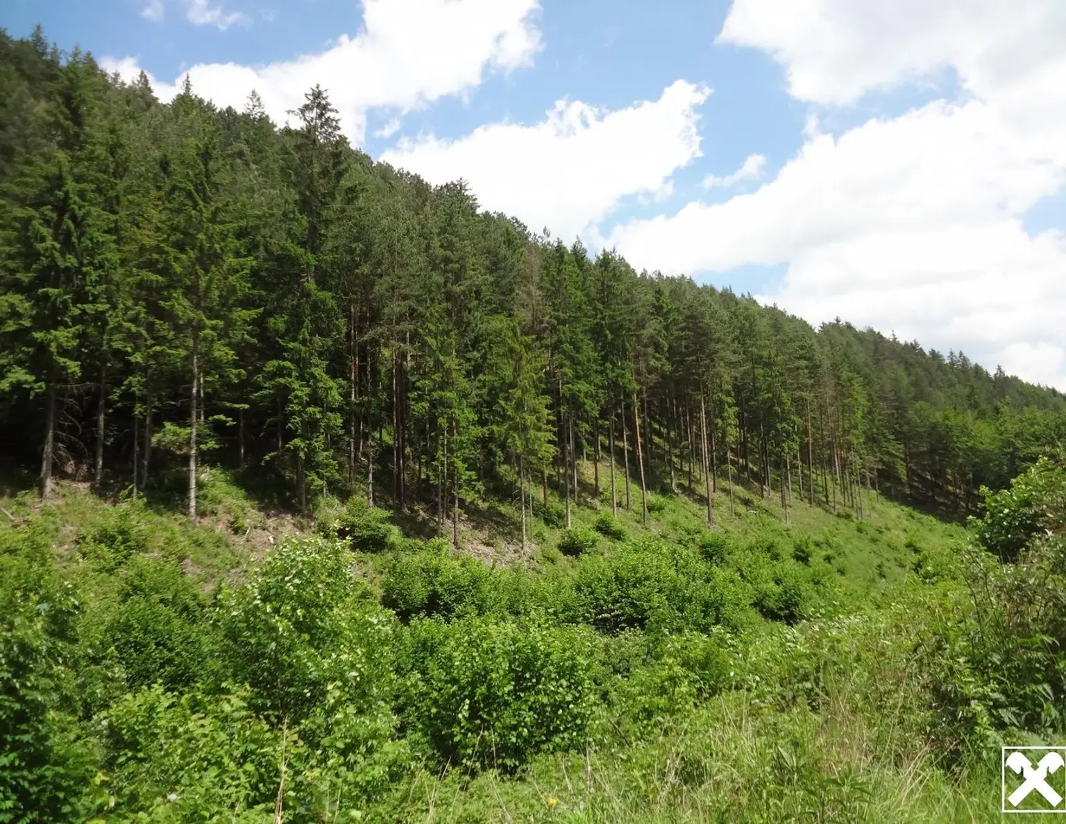GUT ERSCHLOSSENER WALD, ZUR NACHHALTIGEN NUTZUNG UND ANLAGEZWECKEN!