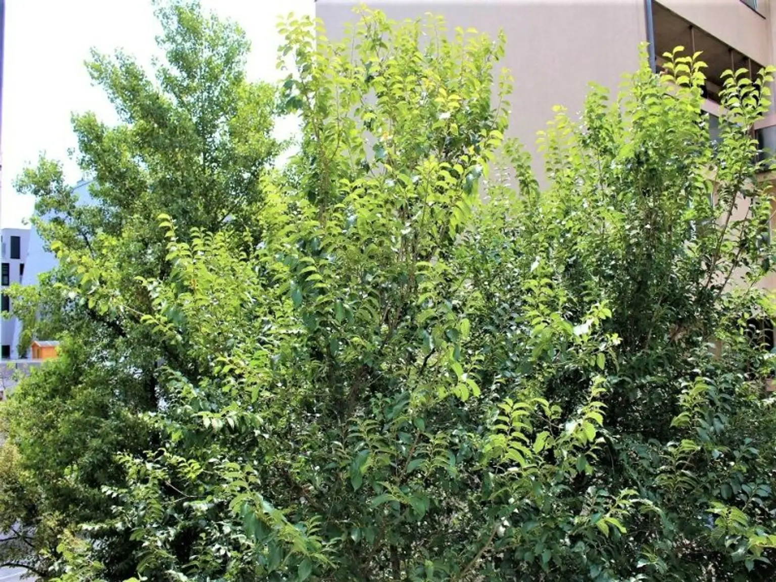 UHLANDGASSE, U1-Nähe, 64 m2 Neubau mit 3 m2 Balkon, 2 Zimmer, 2er-WG-geeignet, Wohnküche, Duschbad, 3. Liftstock