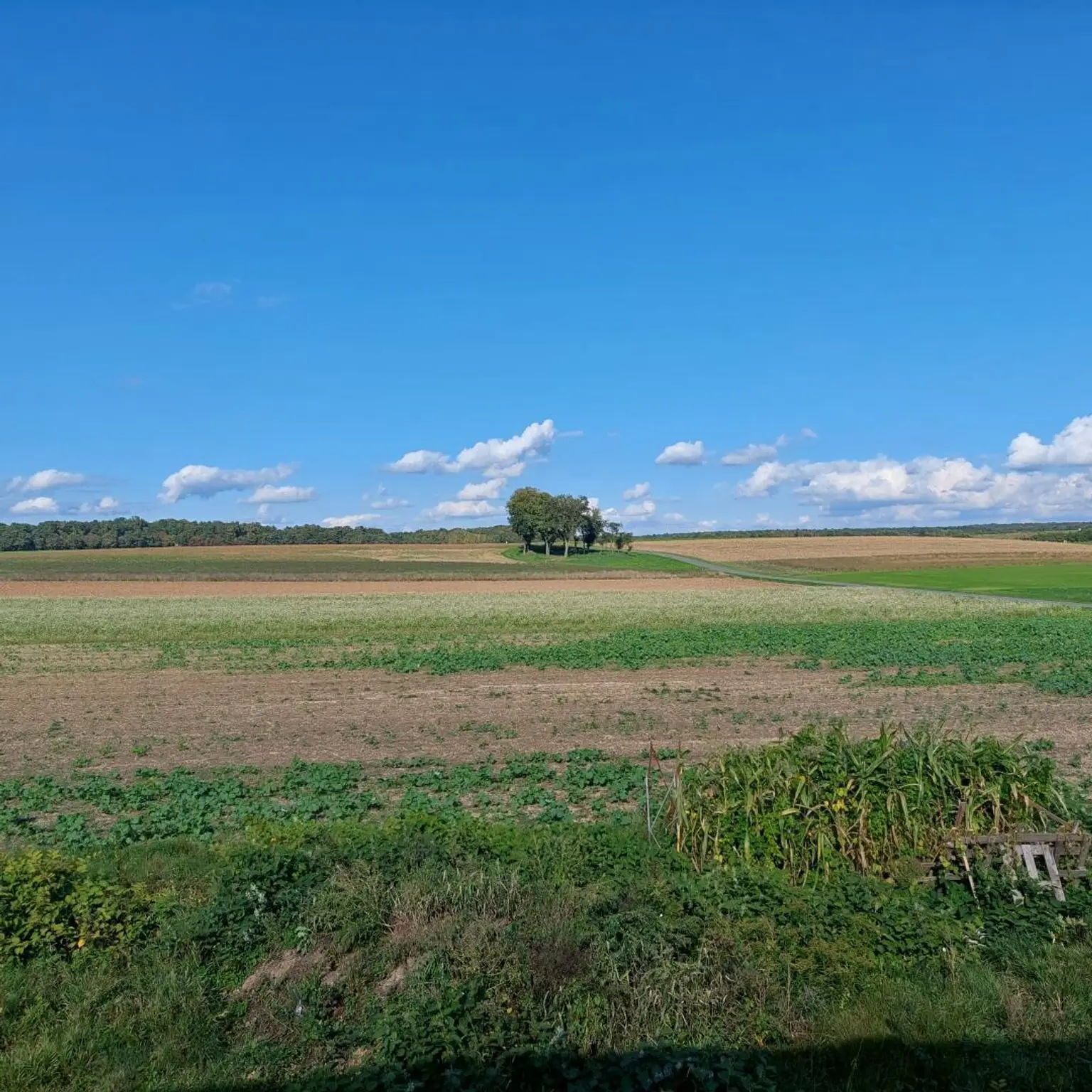 Sicht von der Terrasse aus in die Natur